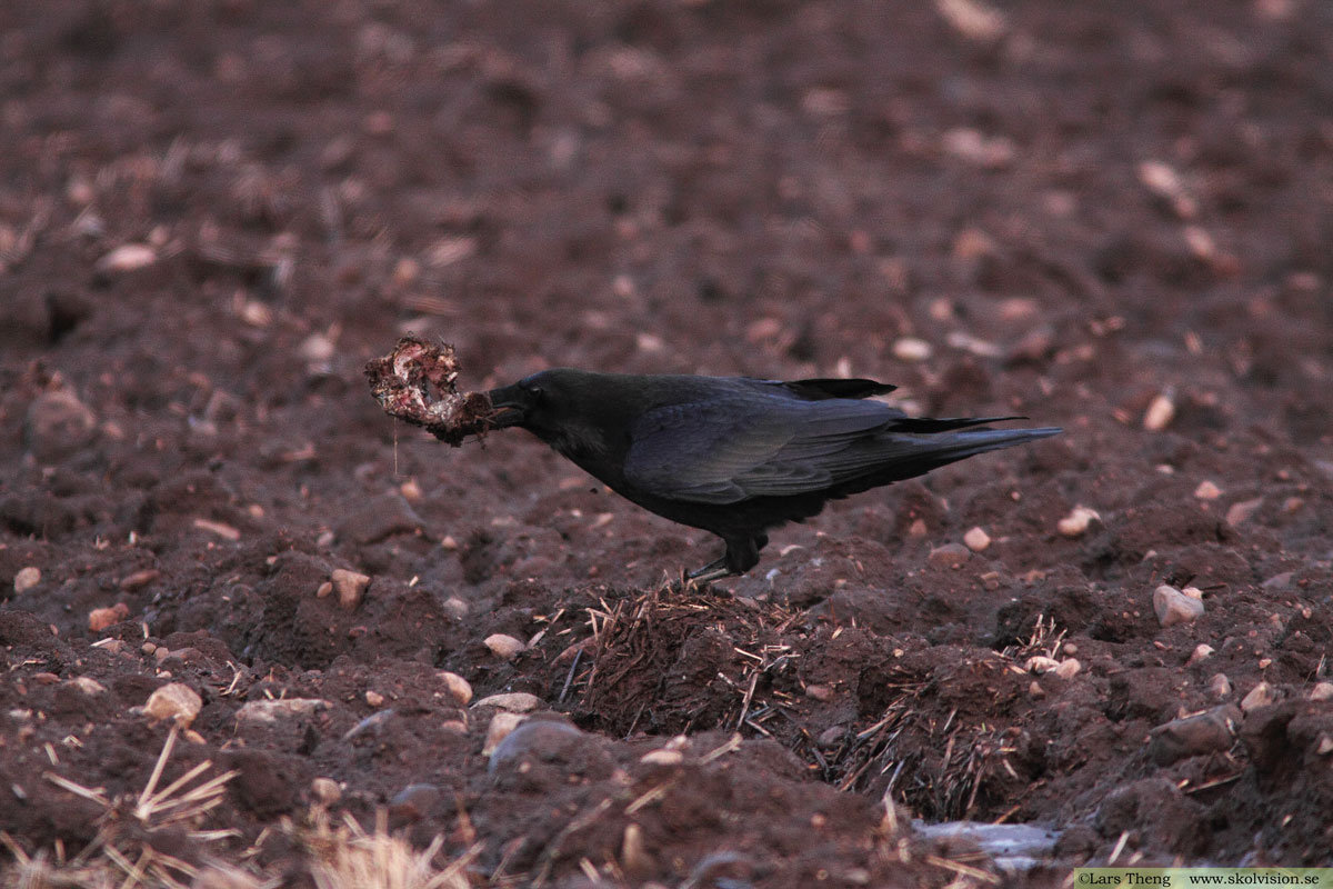 Korp, Corvus corax